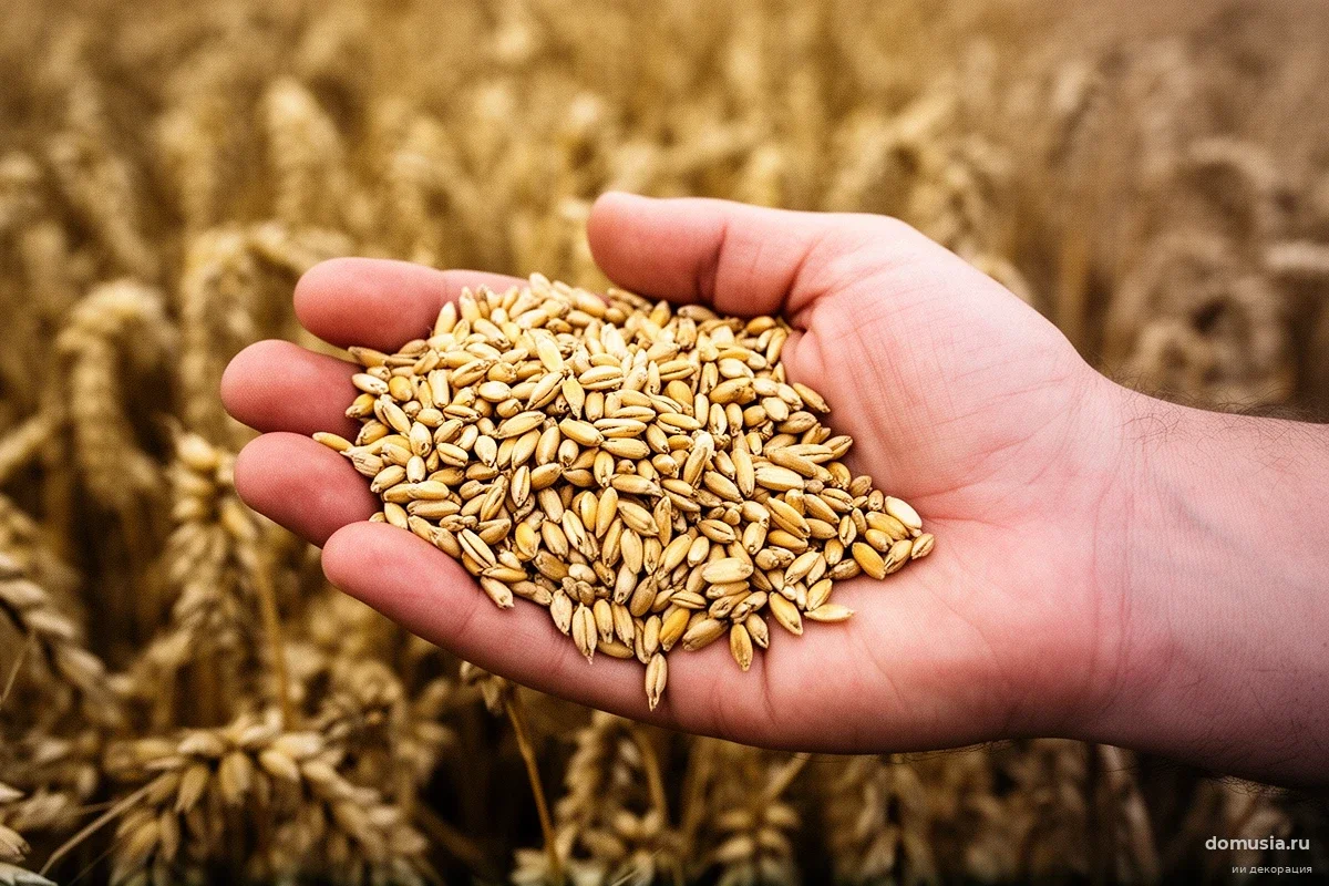 В 2000 тонн курской пшеницы нашли опасного паразита: зерно ждет экстренная утилизация