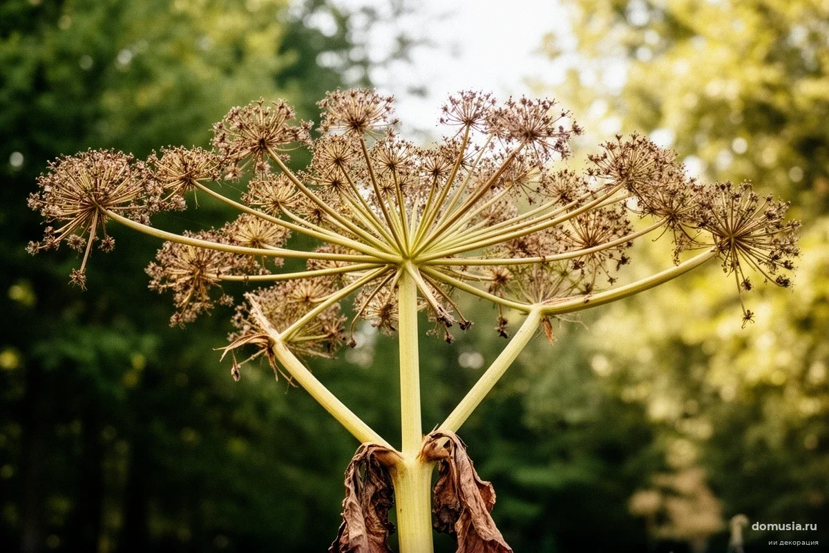 Борщевик погибнет сам: глава Союза садоводов раскрыл парадоксальный метод борьбы с сорняком
