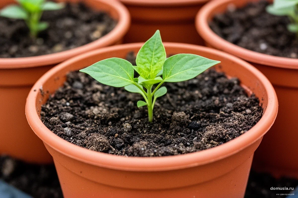 Агроном раскрыл способ ускорить рост рассады перца в два раза при посеве в апреле