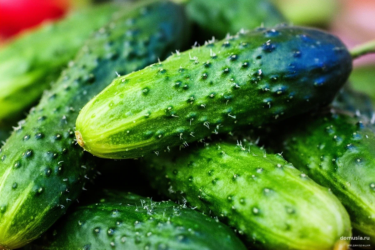 Ошибка с азотом лишает половины урожая: садовод Трофимов раскрыл секрет подкормки огурцов